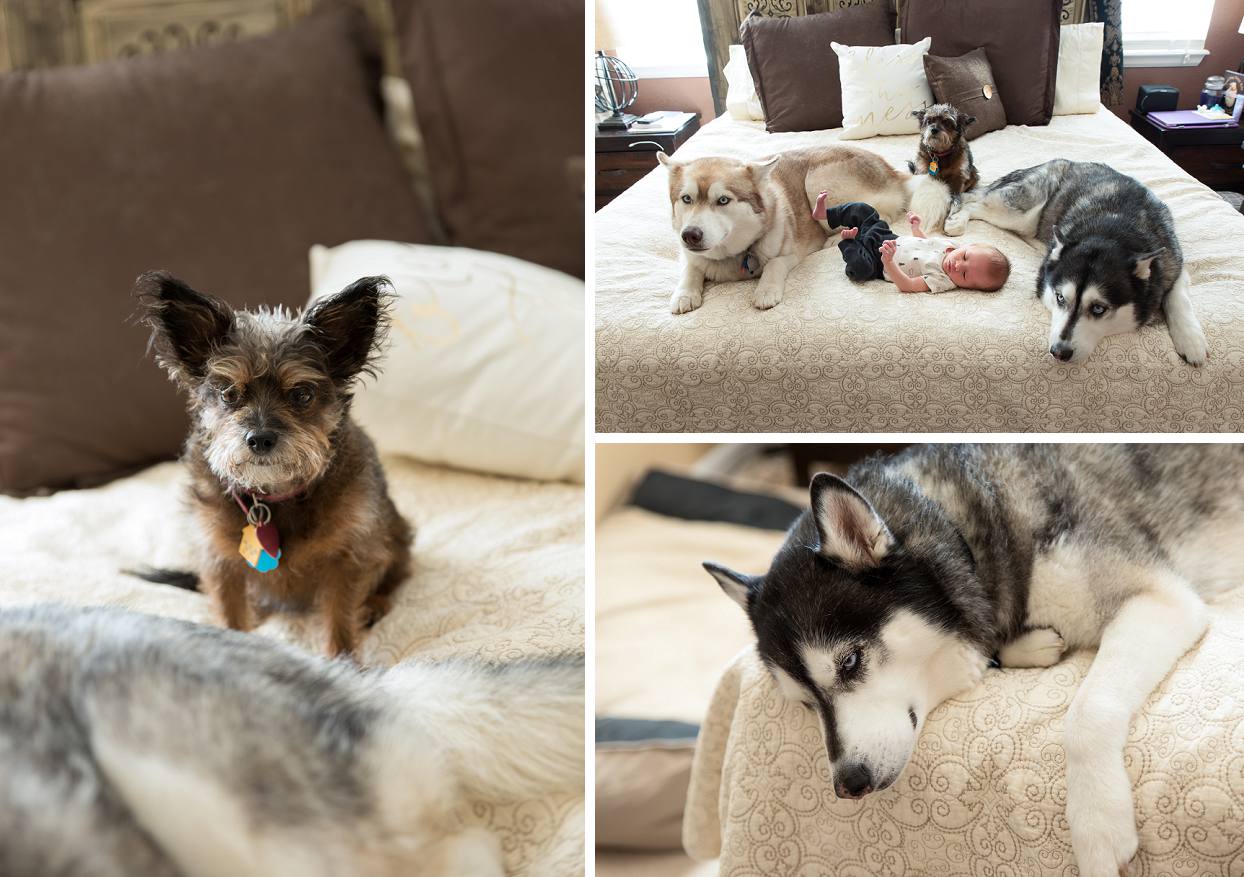 Lifestyle photography shots of family dogs with newborn baby