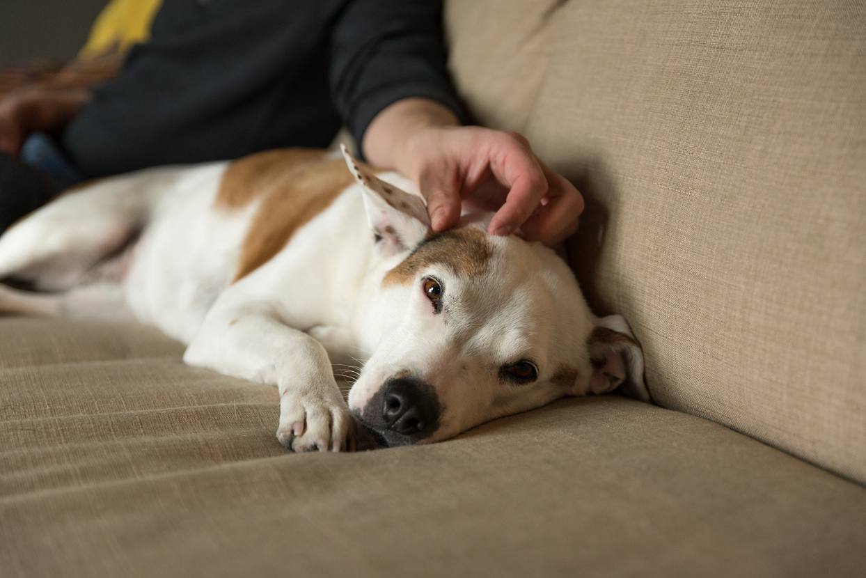 Petting dog on the couch, lifestyle photography